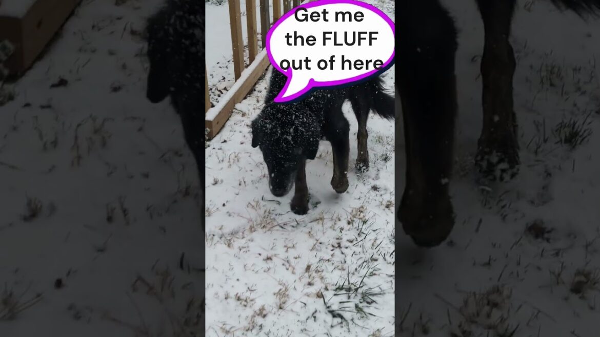 Puppy Dog does not care for the Snow! #dog #doglover