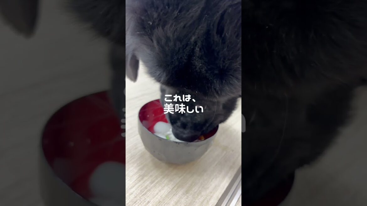 【京都宇治/犬猫カフェ月と太陽】ニューファンドランドのマハロが初めてのお雑煮を食べる #犬カフェ #犬猫カフェ #ニューファンドランド #大型犬
