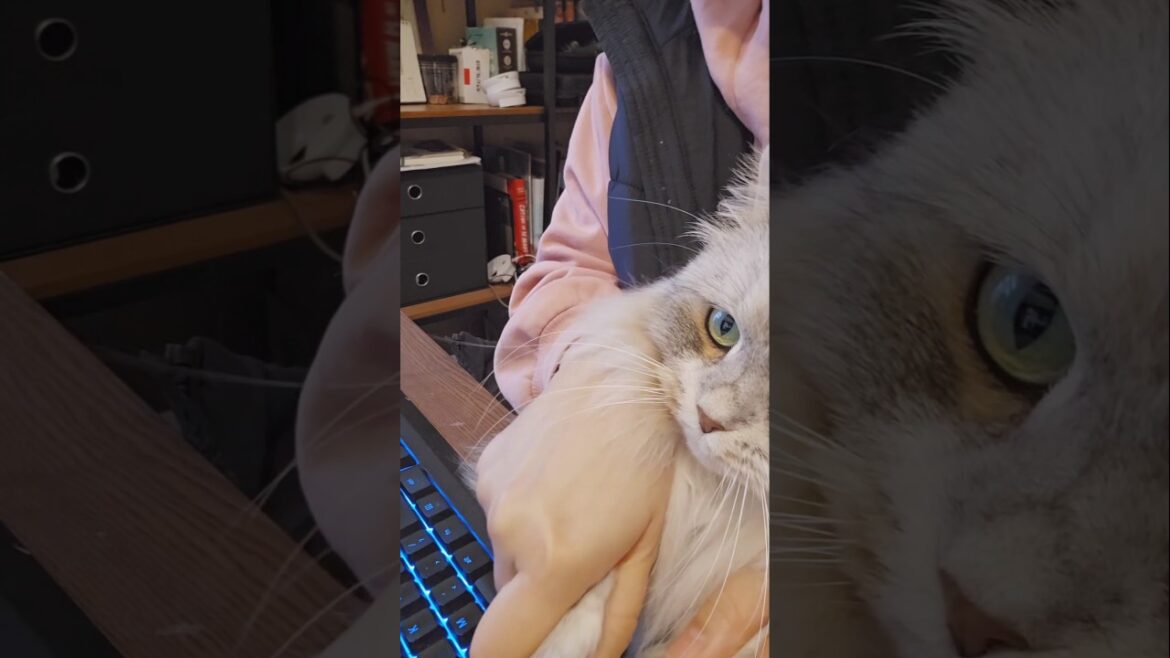 I am a hard workcat. #siberiancat #kitten #고양이