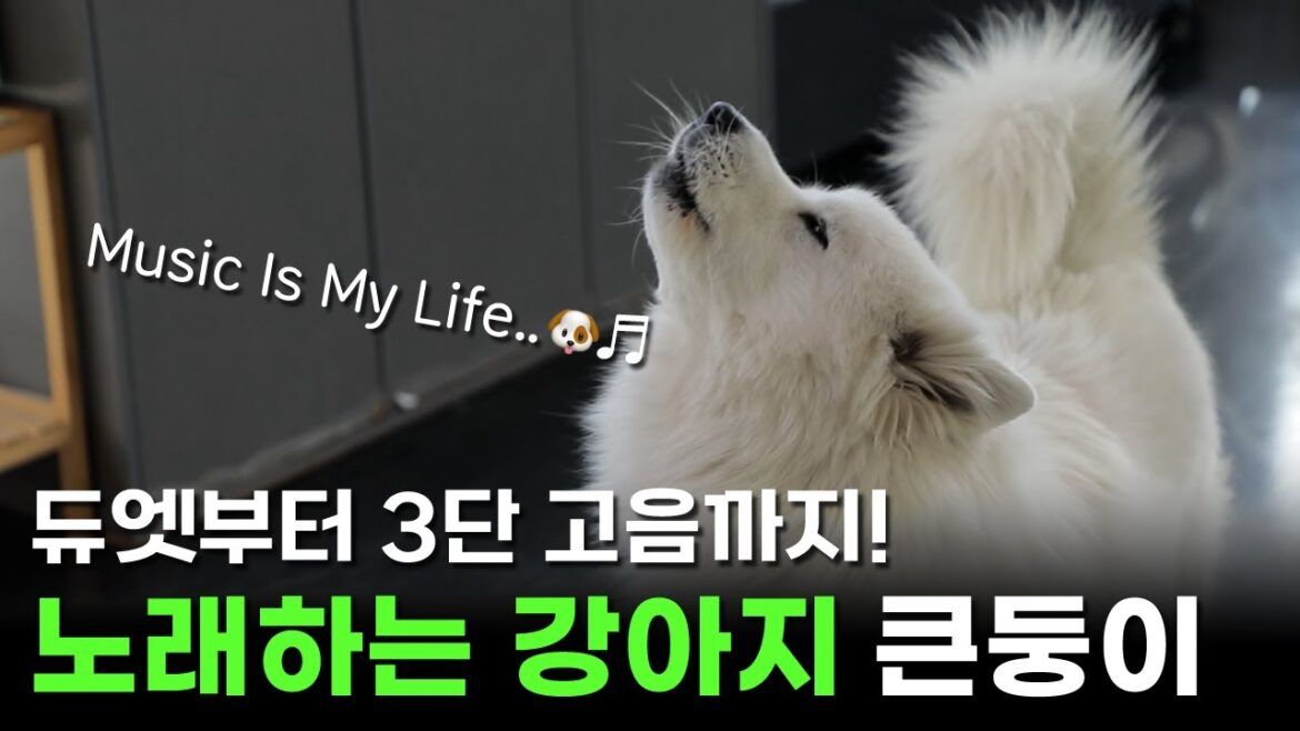 보고 가실래요? 🐶