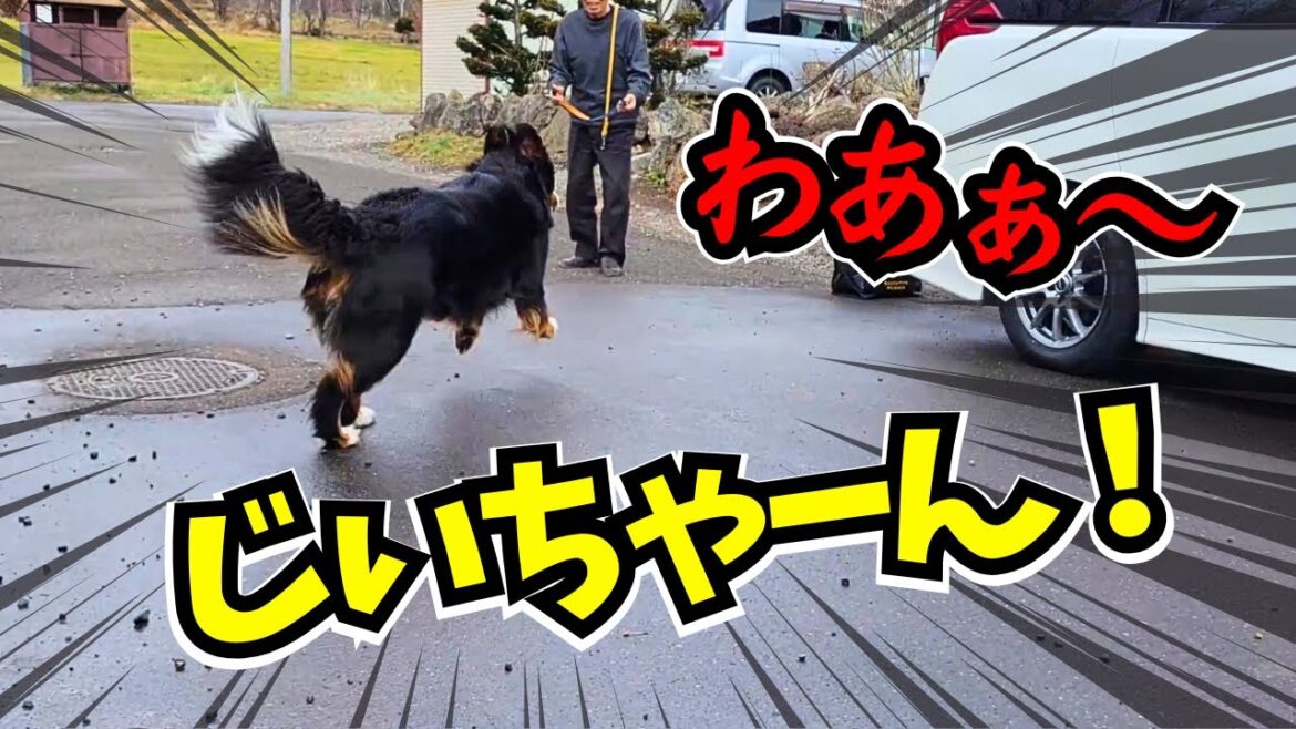 【逃走】老獪な技術で神業駐車するじいさんとバーニーズマウンテンドッグにデレデレなばあさん