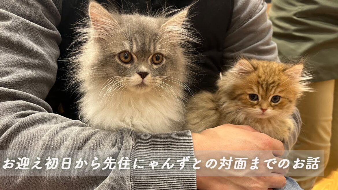 家族が増えました！