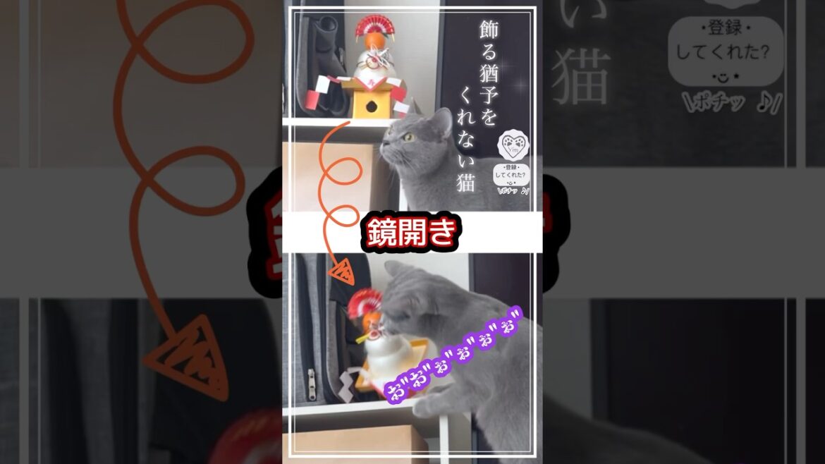 【破壊神🐈‍⬛】今日まで何度 猫 にやられた事か… #鏡開き の日 #猫 #cat #シャルトリュー #chartreux #鏡餅 #mochi #japan #catshort #猫ショート