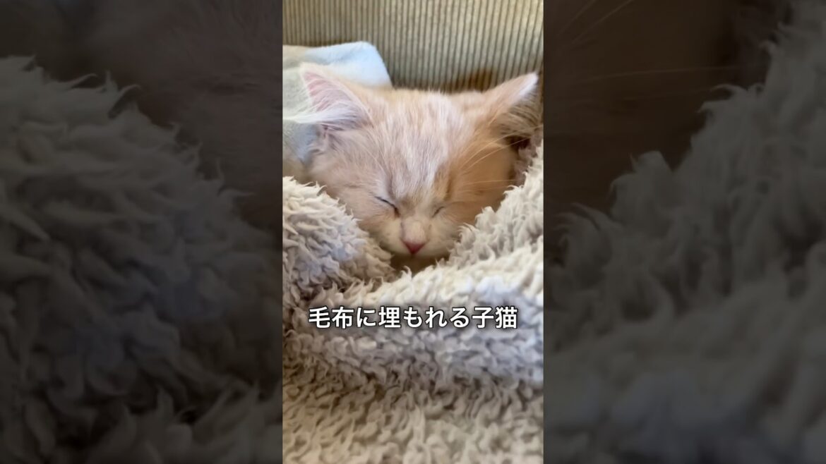 毛布でぬくぬく埋もれる猫 #cat #スコテッシュフォールドお迎え
