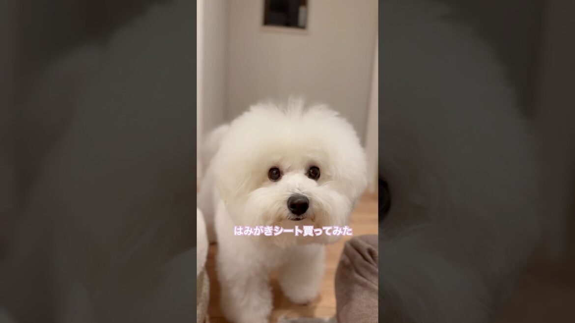 歯磨きシートやってみた🈁#ビションフリーゼ #可愛い #dog #犬のいる生活 #ルーティーン #bichonfrise #shorts
