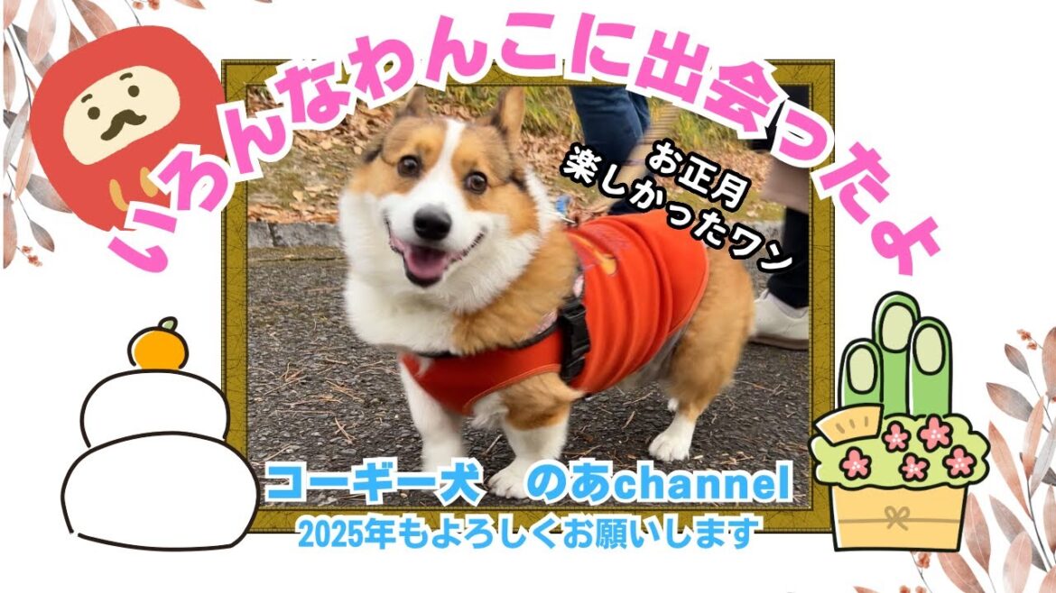 2025年もみんなを笑顔にするよ！かわいいコーギーの正月休み　#コーギー #コーギーのいる暮らし #散歩 #dog #かわいい #corgi