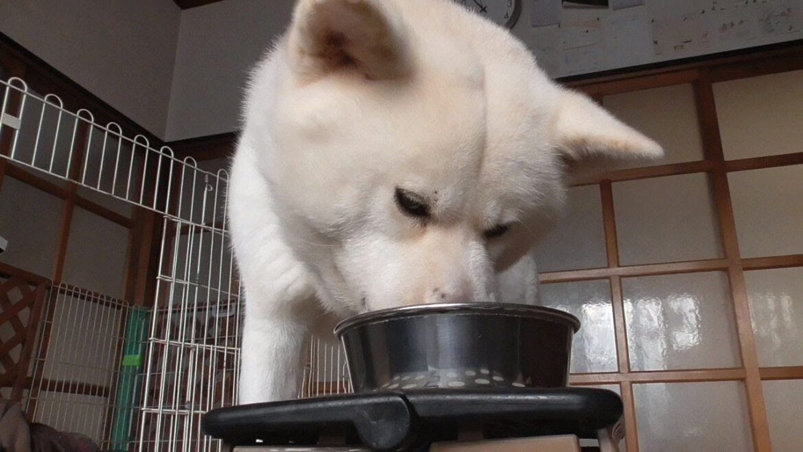【秋田犬ゆうき】当たり前のように毎日フードを完食してくれるのは飼い主にとっては一番嬉しい【akita dog】