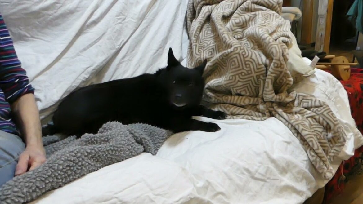 Bandit, Couch Loving Schipperke