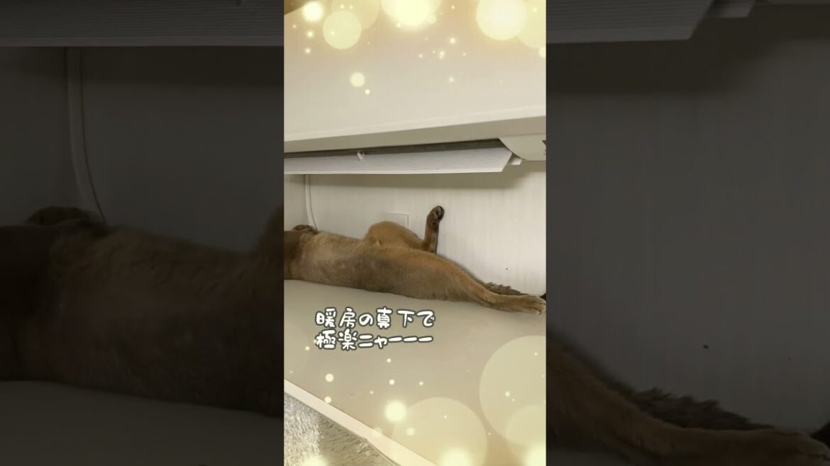 暖房の真下で極楽ニャーーー #shorts #アビシニアン