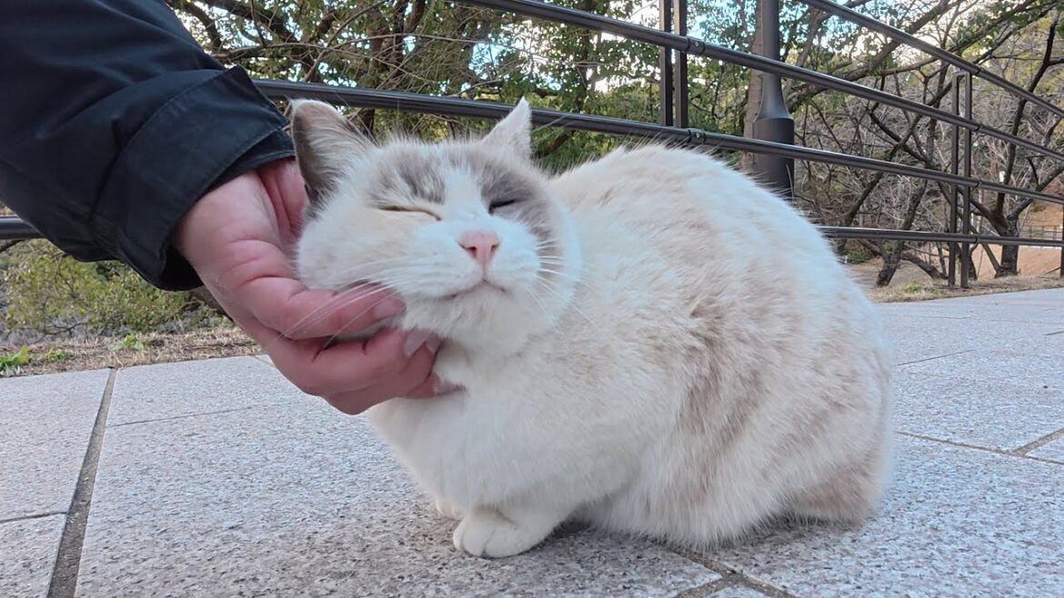 ラグドールみたいな猫と黒猫が夕方の公園で散歩する ラグドールみたいな猫と黒猫が夕方の公園で散歩する