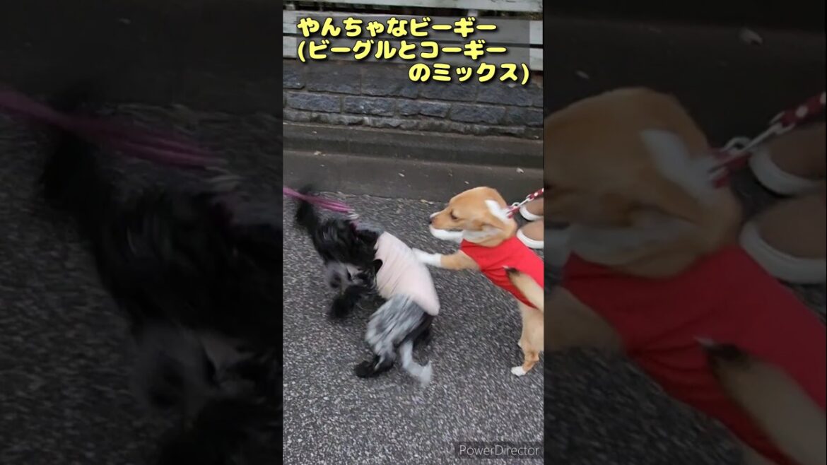 Vol.153 やんちゃなビーギーbyちゃんちゃかレディ #イングリッシュコッカースパニエル #dog #shorts