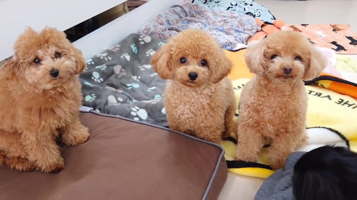 トイプー三兄妹もできた 🐶ひみつきちなう!②🐶  2025年1月12日 トイプー三兄妹もできた 🐶ひみつきちなう!②🐶  2025年1月12日