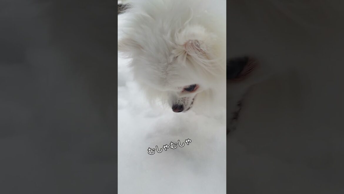 アイス食べ放題と勘違いしてるポメラニアン