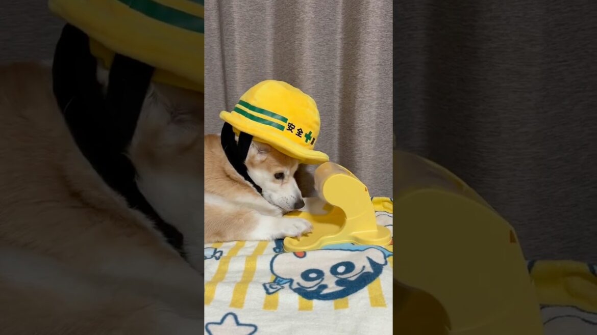 【新年】工場長、仕事始めです。 #くきたん#工場長