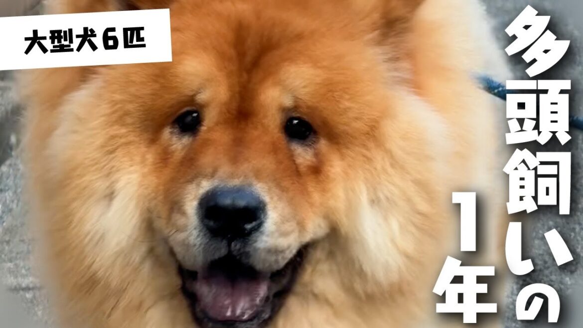 大型犬6匹と過ごした2024【チャウチャウ・秋田犬・ボーダーコリー・ラブラドールレトリバー】【多頭飼い】