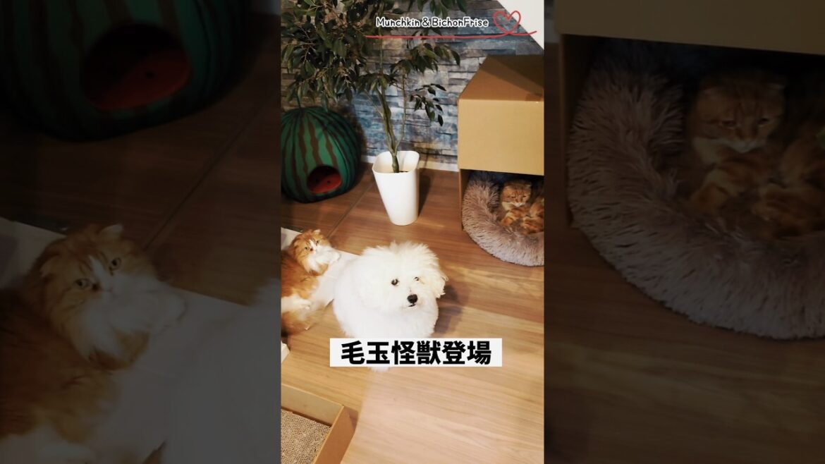 【マンチカン＆ビションフリーゼ】優雅なひとときをぶち壊すもふ犬 【犬と猫、両方飼ってると毎日かわいい♥】