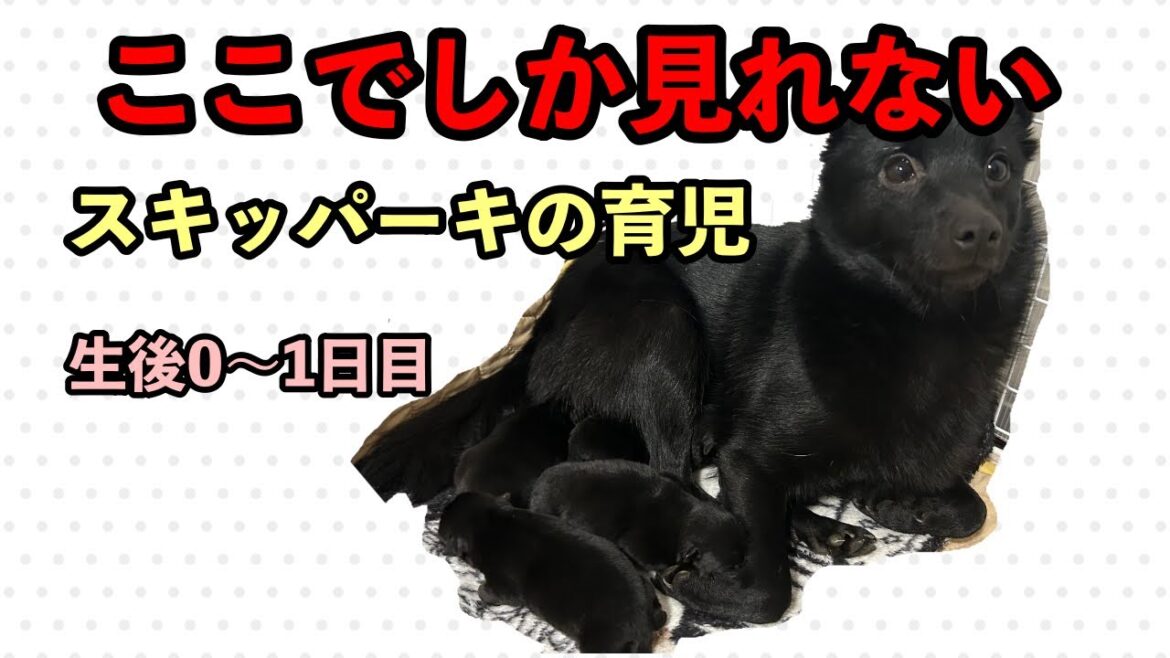 育児ッパーキ 育児ッパーキ