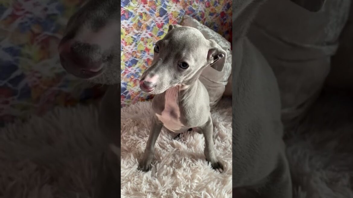 イタリアングレーハウンド(イタグレ) 見学と同時にお迎え可能です！