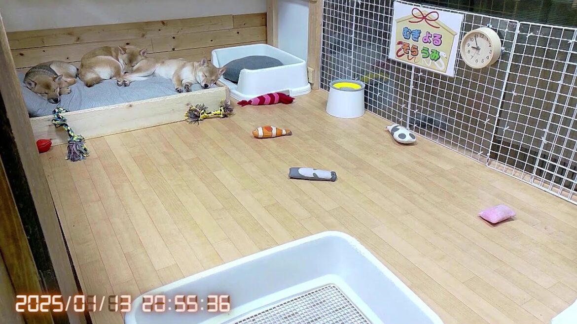 柴犬なつ!子育て生配信【生後126日】生後4か月を過ぎても姉妹でギュウギュウに固まって寝る子犬たちが可愛い。 柴犬なつ!子育て生配信【生後126日】生後4か月を過ぎても姉妹でギュウギュウに固まって寝る子犬たちが可愛い。