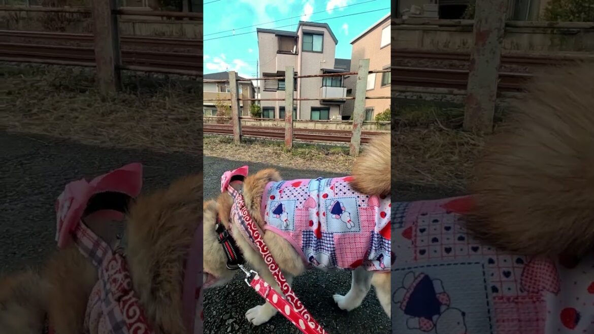 線路脇をのんびり【介助犬と桃にゃん】 #柴犬介助犬 #介助犬るな #介助犬と桃にゃん #介助犬 #dog #doglover #cutedog #柴犬