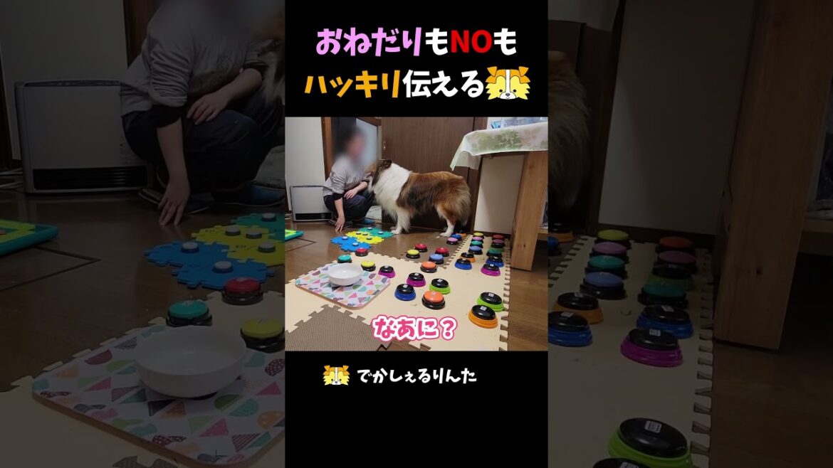 おねだりもNOもハッキリ伝えるシェルティ【会話ボタンでしゃべる犬】 #shorts #dog