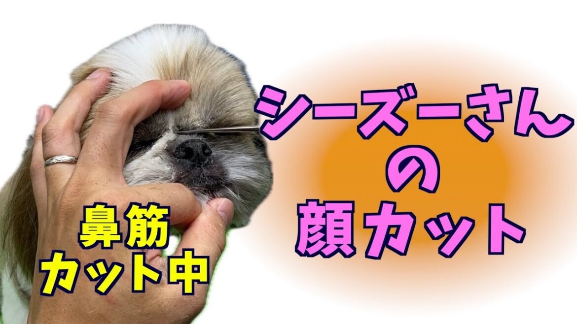 鼻筋のカットの仕方の説明はムズイです。【シーズーのお顔のカット：トリミング】