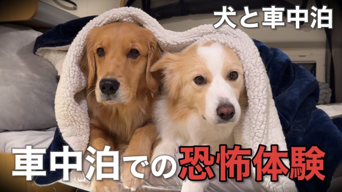 本当に怖かった、犬と車中泊中に起こった恐怖体験3選…【ボーダーコリー•ゴールデンレトリバー】 本当に怖かった、犬と車中泊中に起こった恐怖体験3選...【ボーダーコリー•ゴールデンレトリバー】