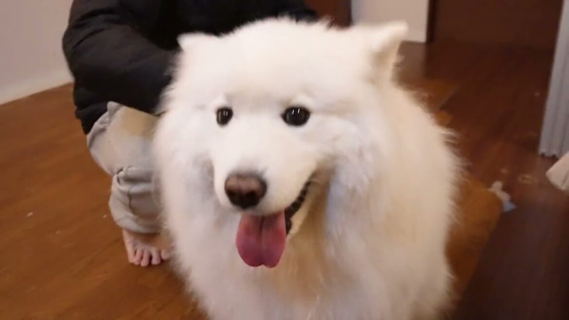 パパが大好きなのが顔に出過ぎる犬が可愛すぎたｗ