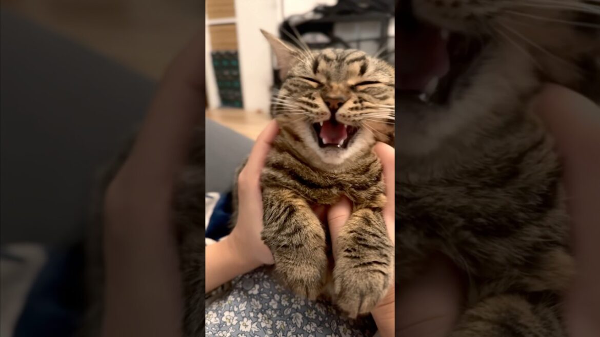 【猫動画】愛猫が可愛すぎて愛情が止まらないwww #shorts #猫 #cat 【猫動画】愛猫が可愛すぎて愛情が止まらないwww #shorts #猫 #cat