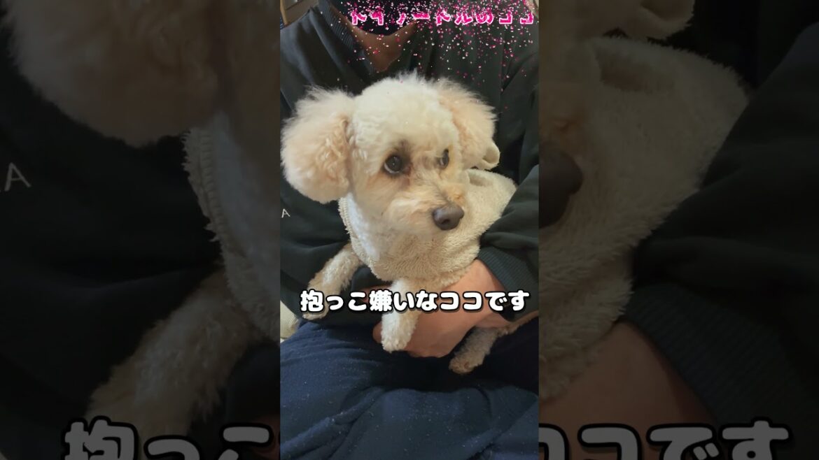 抱っこ嫌いな犬を抱っこしてみた #トイプードル #犬のいる生活 抱っこ嫌いな犬を抱っこしてみた #トイプードル #犬のいる生活