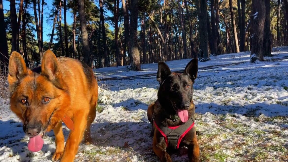 Winter Walk with Dogs