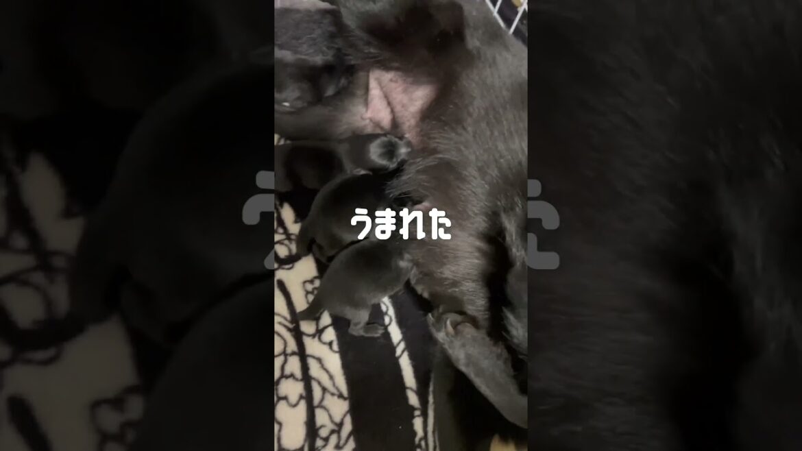 スキッパーキの出産前後 #こいぬ #スキッパーキ