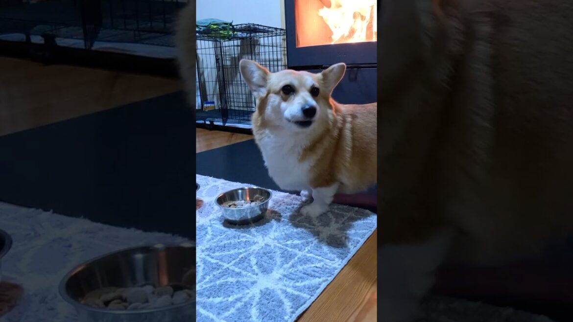 朝食に駆けつけたコーギー / A corgi rushing to breakfast #corgi #コーギー #サクラ