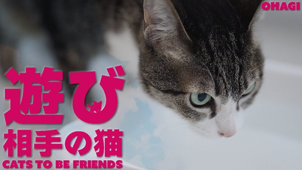 猫の遊び相手