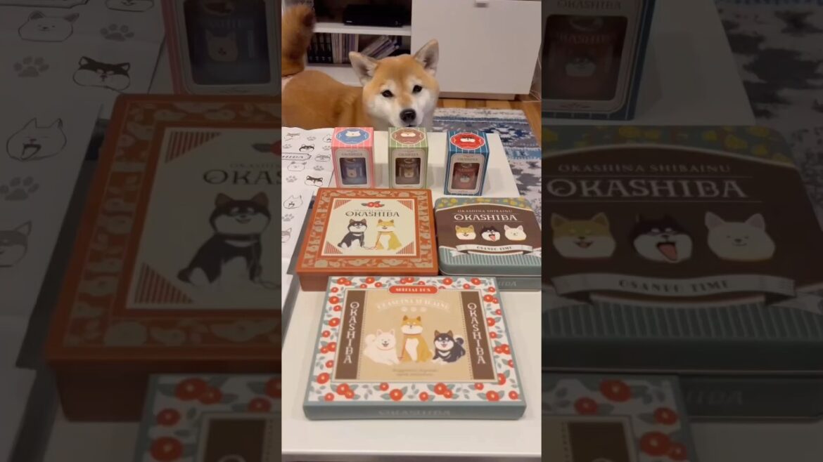 オカシバさん😍🎵#柴犬 #shiba #shorts