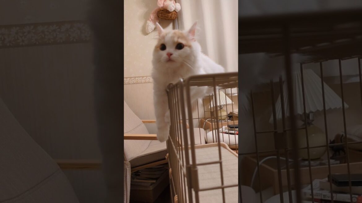【スコティッシュフォールド】あの手この手で。 #cover #cat #猫 #猫のいる暮らし #かわいい子猫
