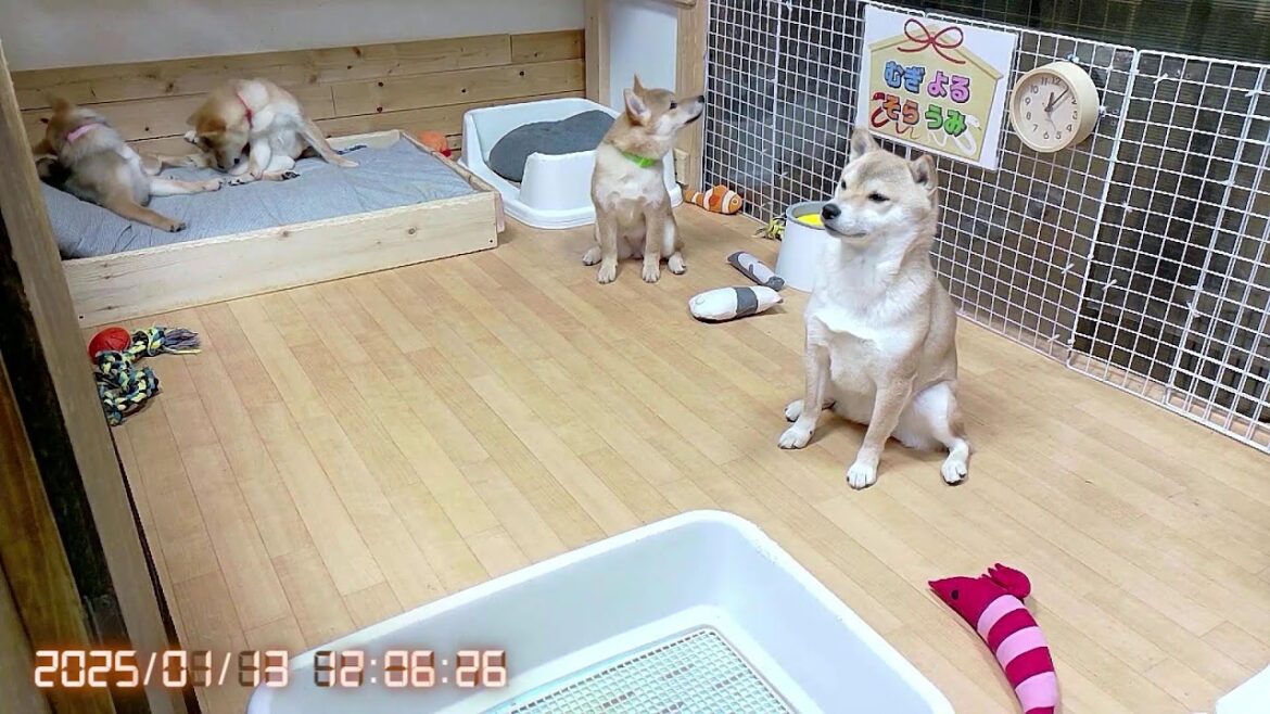 柴犬なつ！子育て生配信【生後126日】末っ子柴の笑顔を褒められて嬉しい飼い主！