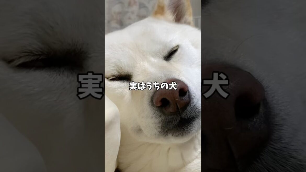 ジャンボ豆柴って知ってますか？　#shorts #柴犬 #犬 #dog