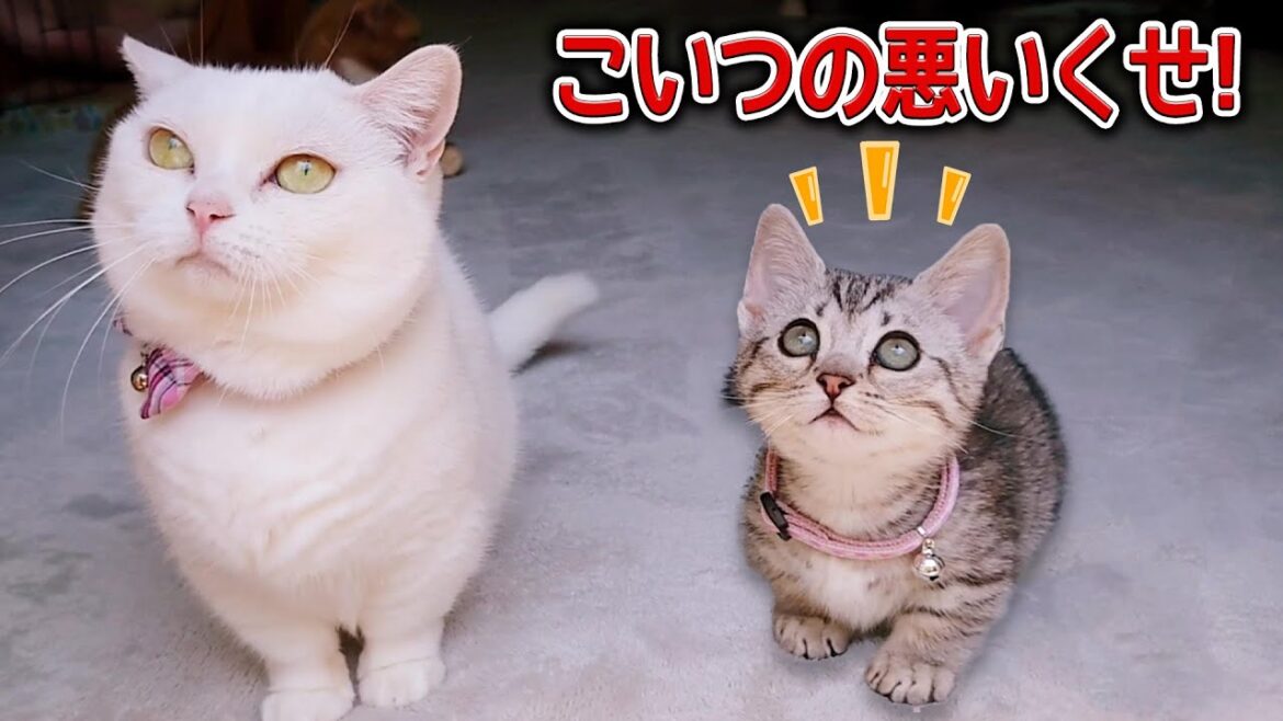 【衝撃の告白】可愛い子猫なのに、こんな悪癖がありました！