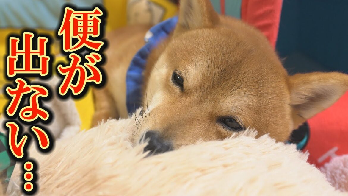 腸のアレルギーと診断された子犬が、まる1日以上排便をしなくなりました・・・