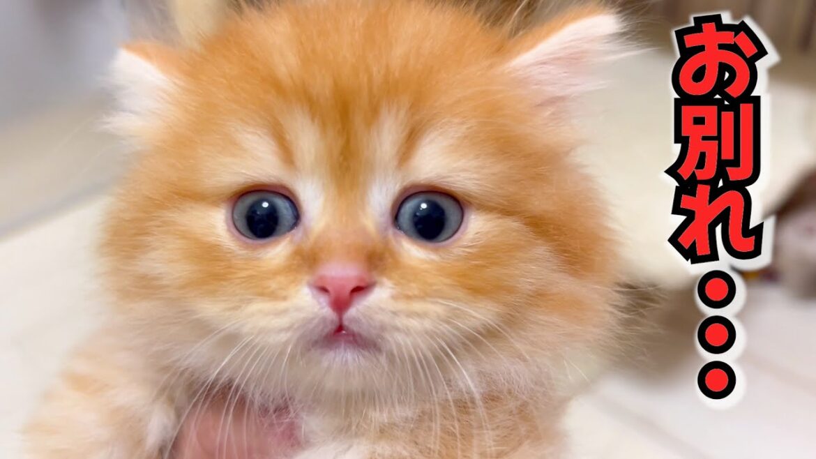 【マンチカンの子猫】幸せなお別れ・・子猫達の巣立ちな件 ~猫のいる生活Vol.1069~出産動画 マンチカン短足・ミヌエット・ペルシャ猫専門ブリーダー『ペット蔵人』【子猫の成長記録】 【マンチカンの子猫】幸せなお別れ・・子猫達の巣立ちな件 ~猫のいる生活Vol.1069~出産動画 マンチカン短足・ミヌエット・ペルシャ猫専門ブリーダー『ペット蔵人』【子猫の成長記録】