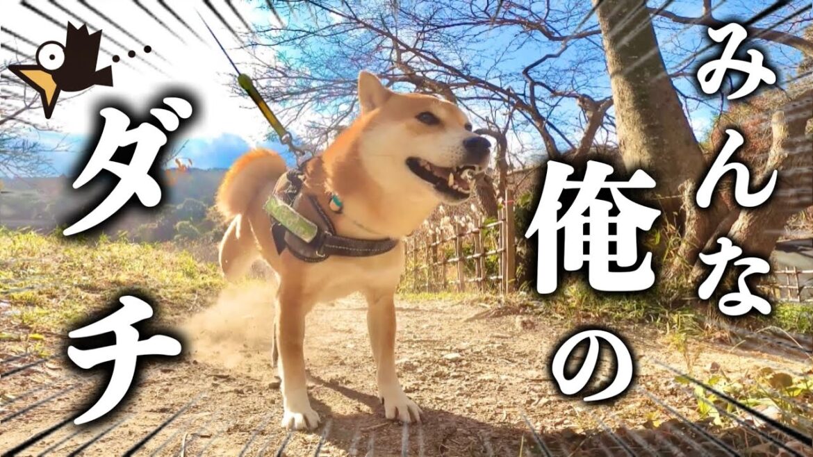 ダラケ気味の柴犬と仲間を探しに自然の中を散歩する【睡眠導入】
