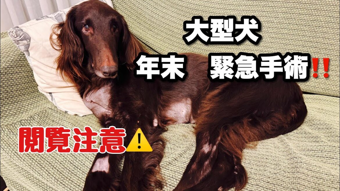 大型犬　年末緊急手術をしました！　命は助かったのか⁉️ 閲覧注意⚠️ @dog