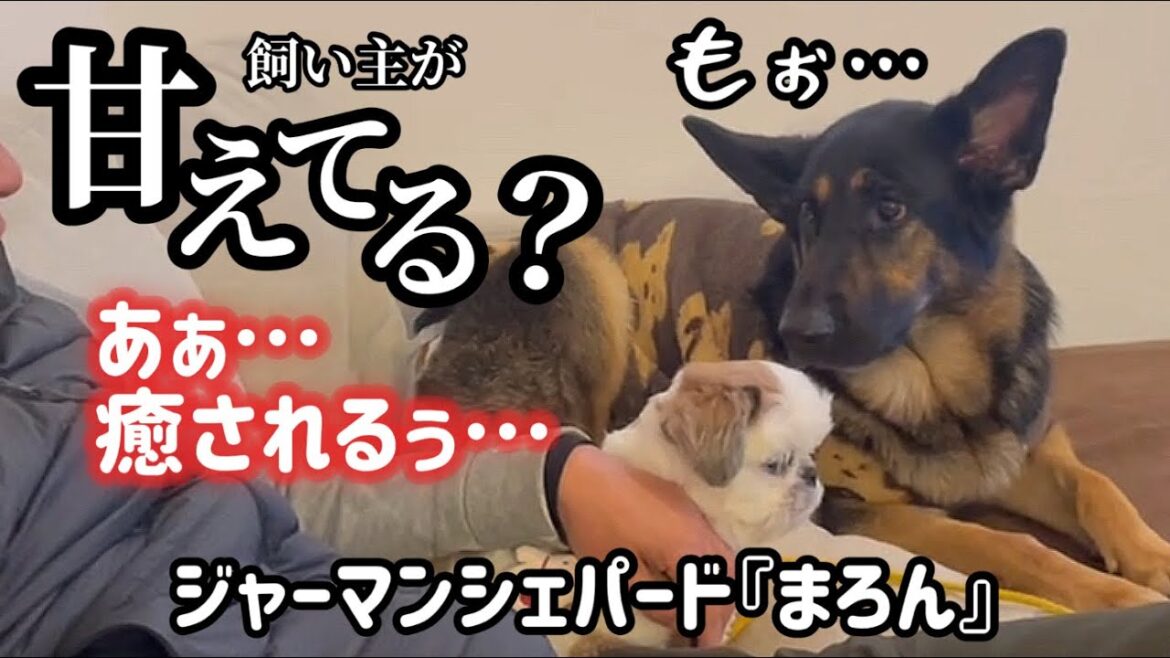愛犬に癒される休日は最高だ❣️ジャーマンシェパードに甘える飼い主😂【ジャーマンシェパード】
