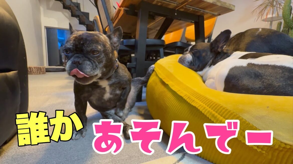 手当たり次第に遊び相手を探す３男坊wしまいには弟犬と人気の差が出ちゃって!?