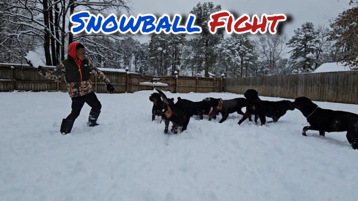 Rottweilers and snow