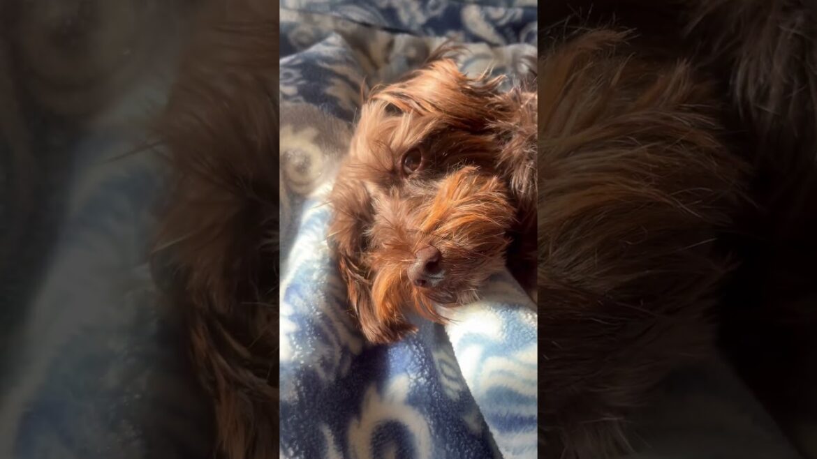 ワンコ！キャット！ワンコ！😴#dog #cat #sleep #ミニチュアシュナウザー #miniatureschnauzer