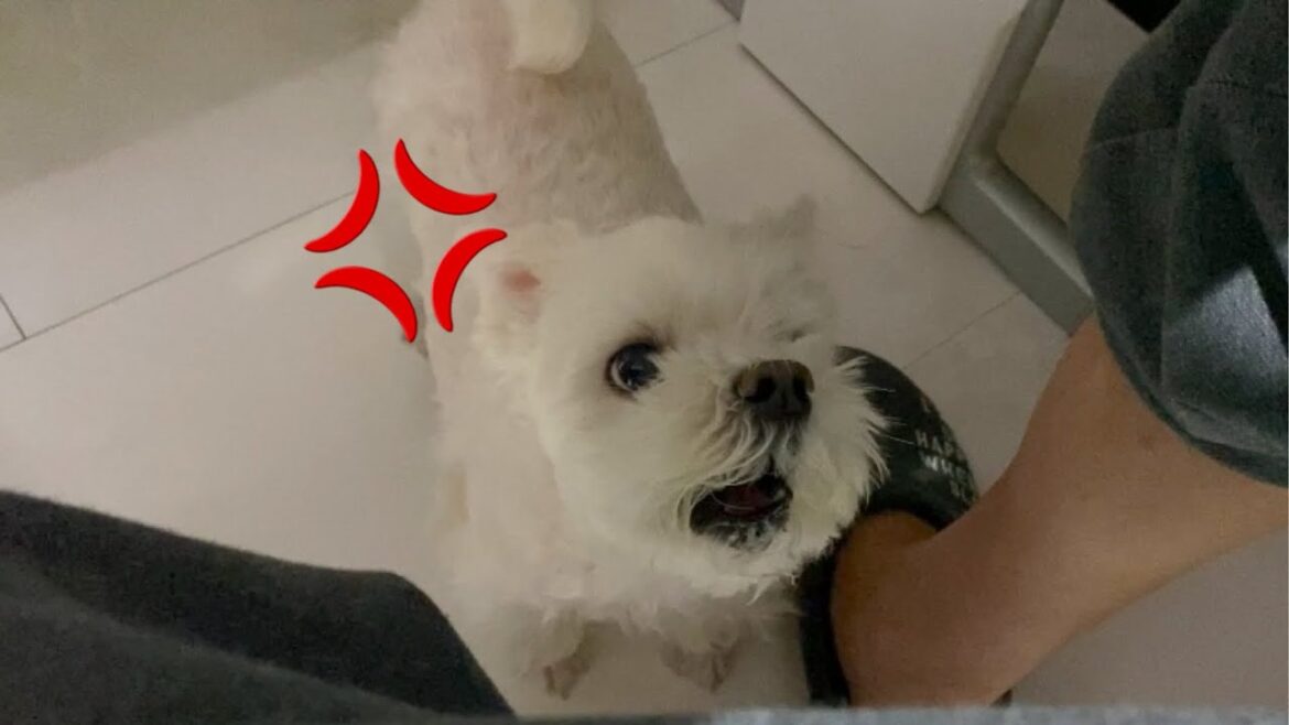のんびりと作業するパパに愛犬がブチ切れました