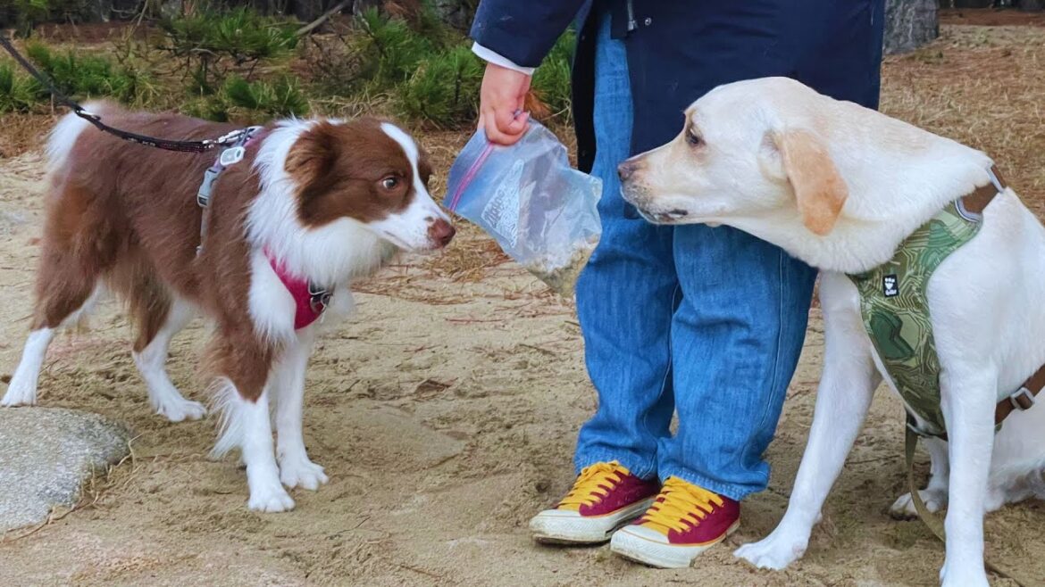 ボーダーコリーはうめだけ！ラブだらけの集会に参加してきました | Ume is the only Border Collie! We attended a meeting full of Labs!