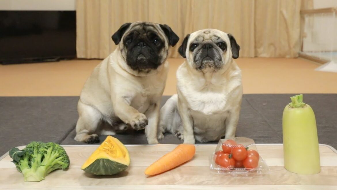 目指せ100歳!犬が食べると長生きするらしい野菜をパグに与えてみました 目指せ100歳!犬が食べると長生きするらしい野菜をパグに与えてみました